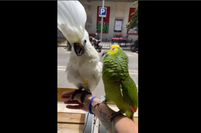 Cacatúa aprende a hablar y 