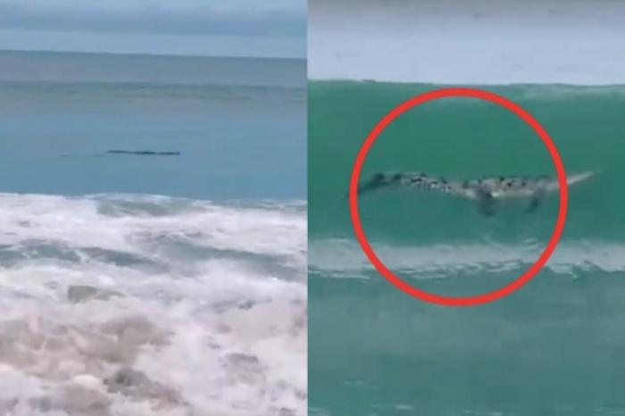 Familia cree que encontró un tronco en la playa, en realidad era cocodrilo