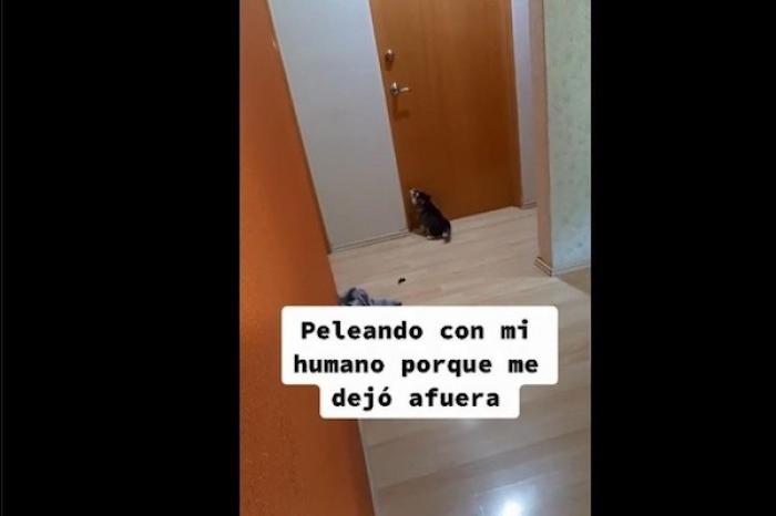 Perrito 