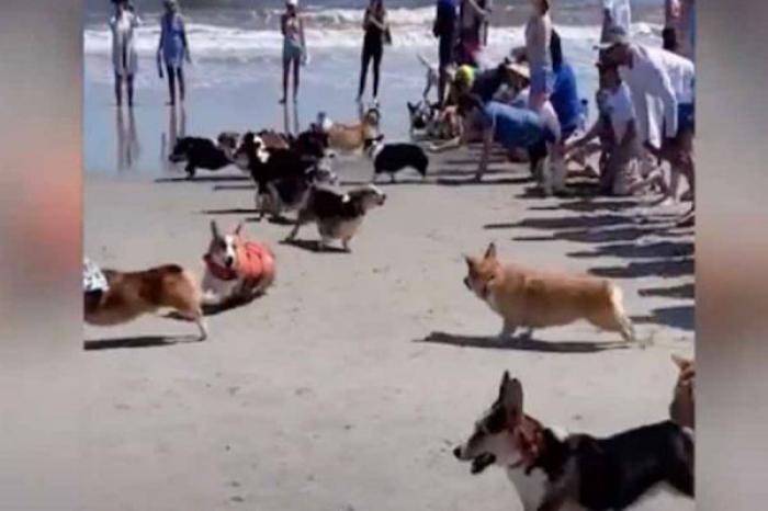 Carrera con más 50 corgis no sale de la manera prevista