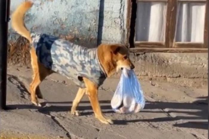 Perrito cargando bolsa de pan hasta su casa se hace viral