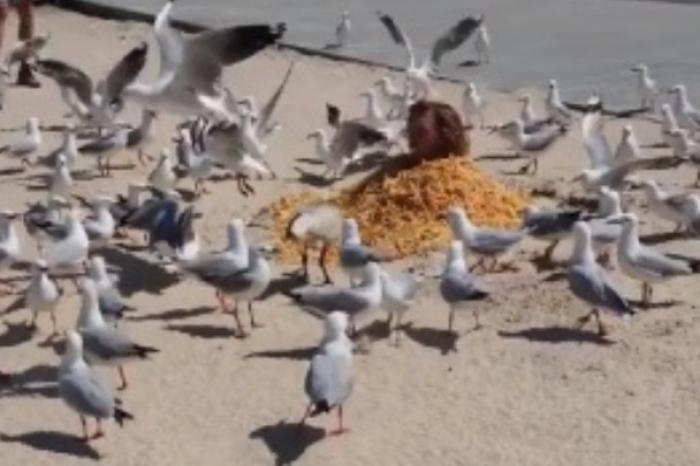 Se cubre con papas fritas valoradas en cientos de dólares para atraer a las aves