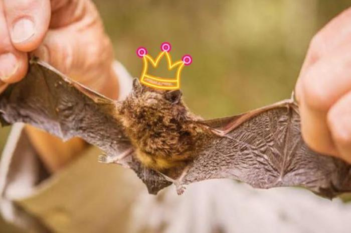 Murciélago es elegido como ave del año en Nueva Zelanda