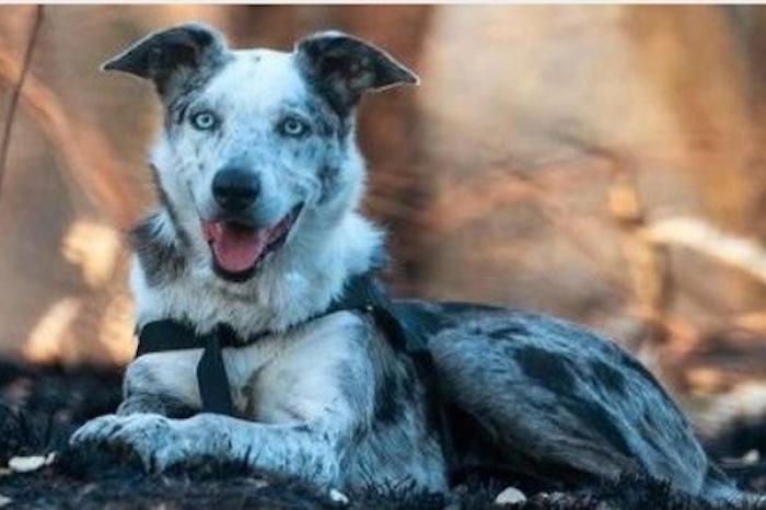 Perrito es reconocido por salvar a koalas durante los incendios de Australia