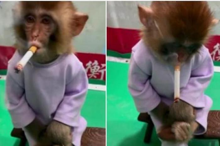 causa indignación en redes sociales las imágenes de una cría de mono fumando