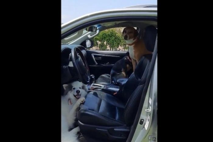 Perritos se suben a escondidas al vehículo de su dueña