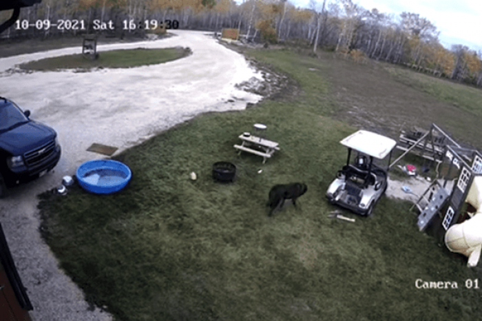 perro estrella carrito de golf contra auto de sus dueños