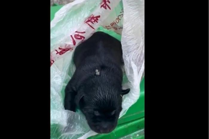 Perrito fue rescatado después de estar dentro de una bolsa de plástico