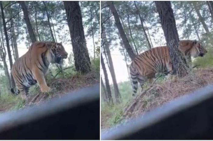 Tigre de bengala deambula cerca de una carretera en México