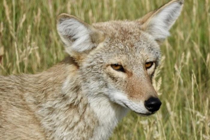 Se atora en una defensa un coyote