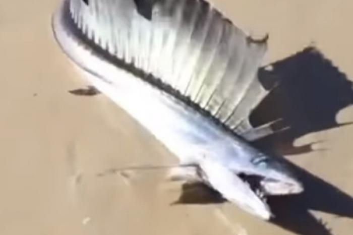 Encuentran raro pez de la zona crepuscular del océano en California tras temblor