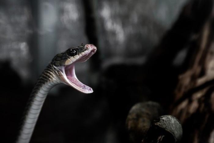 Gato australiano salva a su dueño de una venenosa serpiente tigre