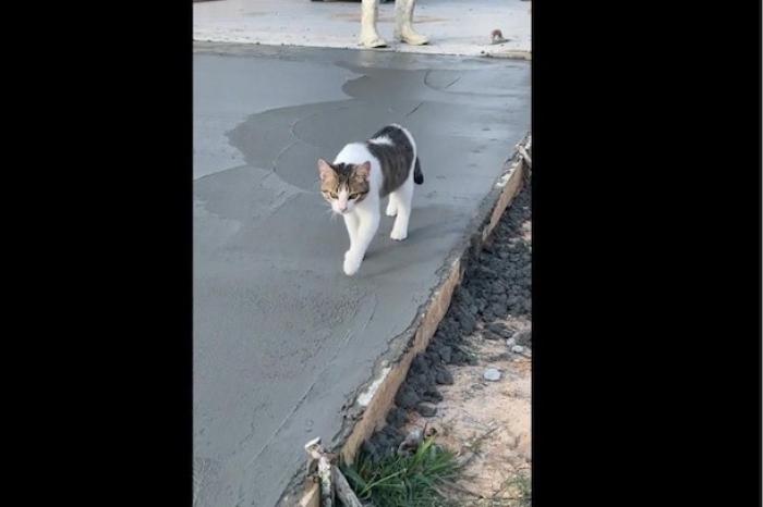 Gatito camina sobre cemento fresco y causa revuelo en redes sociales