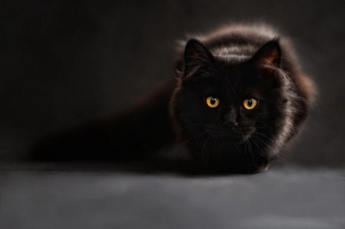 Científicos revelan que los gatos domésticos podrían tener rasgos psicópatas