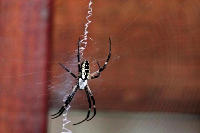 Arañas invaden pequeño pueblo en la isla indonesia