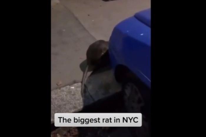 Video de supuesta rata gigante en Nueva York se hace viral