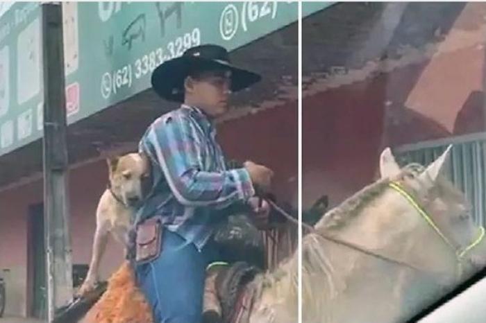 Perrito pasea montado a un caballo