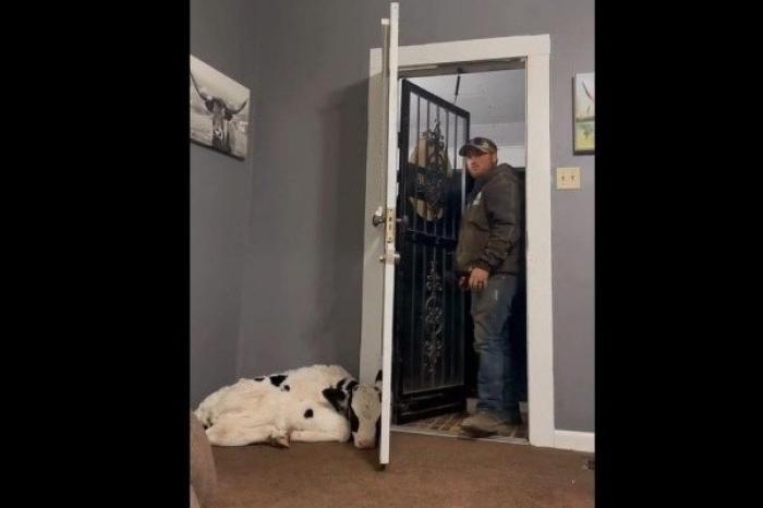 Mujer esconde a una vaca en su casa y esta fue la reacción de su esposo