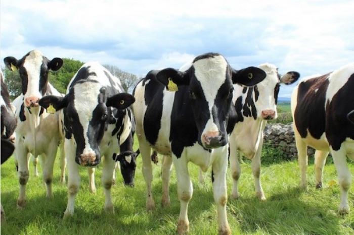 Granjero intenta denunciar a sus vacas por no dar leche