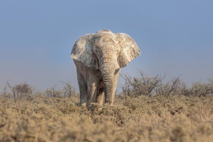 Elefante visita frecuentemente una caseta de cobro