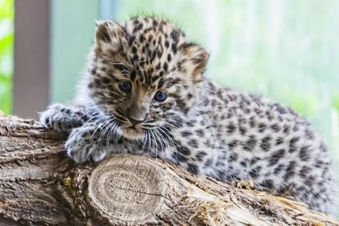 Rescatan a dos gatitos del frío y descubre que son leopardos