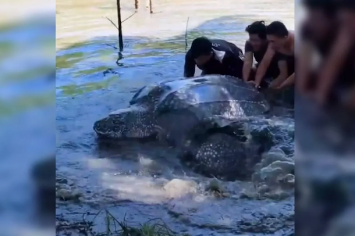Rescatan a enorme tortuga laúd de más de 270 kilos 