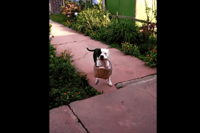 Perro ayuda a sus dueños a cargar las bolsas del mandado y las lleva hasta la puerta