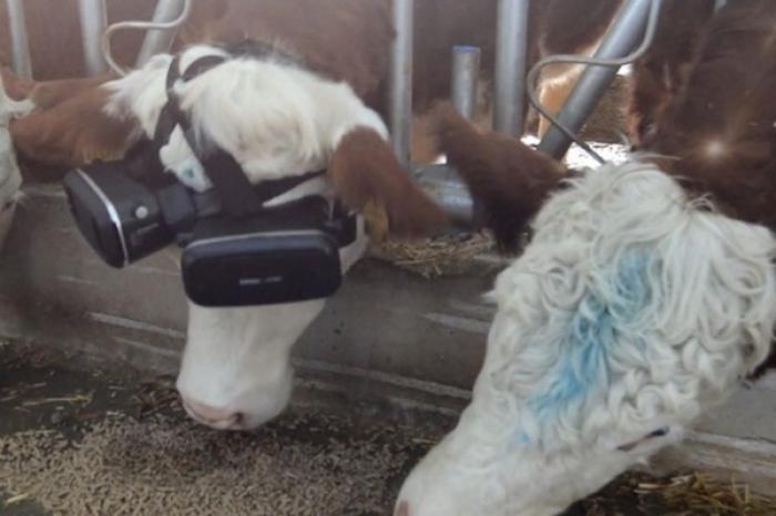 Granjero consigue mayor producción de leche al colocarles anteojos de realidad virtual a sus vacas