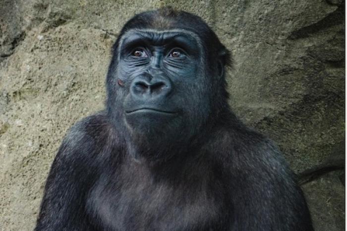 Nace una especie de gorila en peligro de extinción