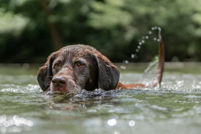 Advierten de un peligro para los perros amantes de nadar