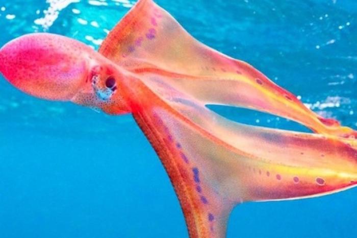 Bióloga marina se encuentra con un raro pulpo manta