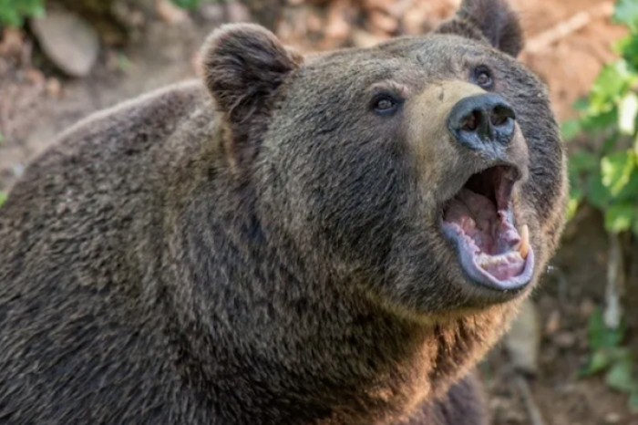 Defiende a sus perros de ataque de un oso