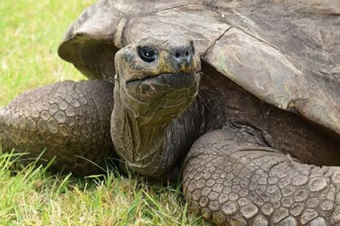 Jonathan, la tortuga más longevo del mundo cumple 190 años