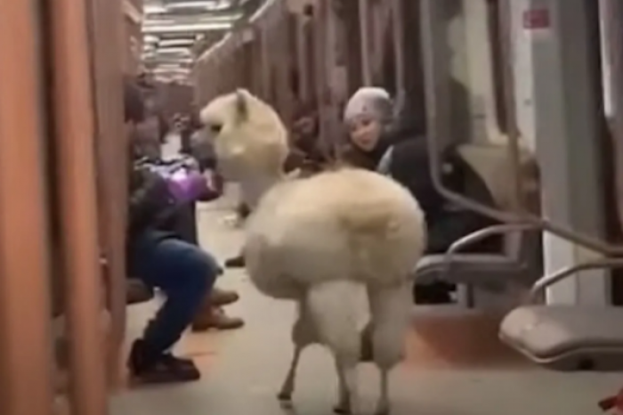 Alpaca entra en el metro de Moscú y toma un paseo en los vagones