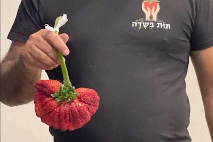 En un huerto de Israel se encuentra una fresa de 289 gramos
