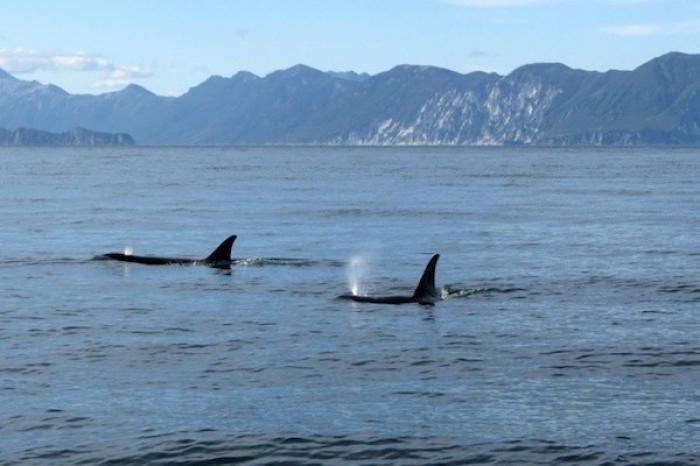 Orca persigue lancha en Sinaloa