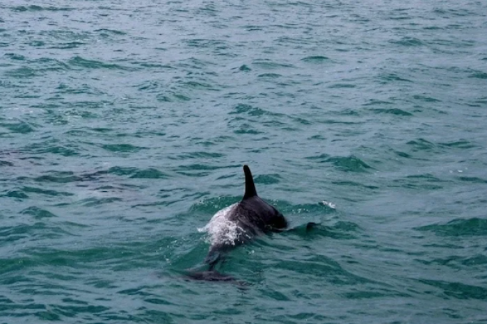 Encuentran delfín en Veracruz