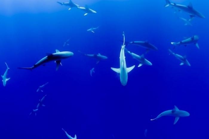 Encuentran carne de tiburones en peligro de extinción en comida para mascotas