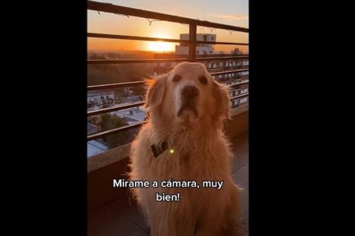 Perrito se vuelve viral al modelar frente a la cámara