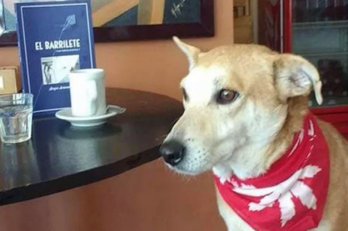 Perrito hace compañía a comensales que van solos