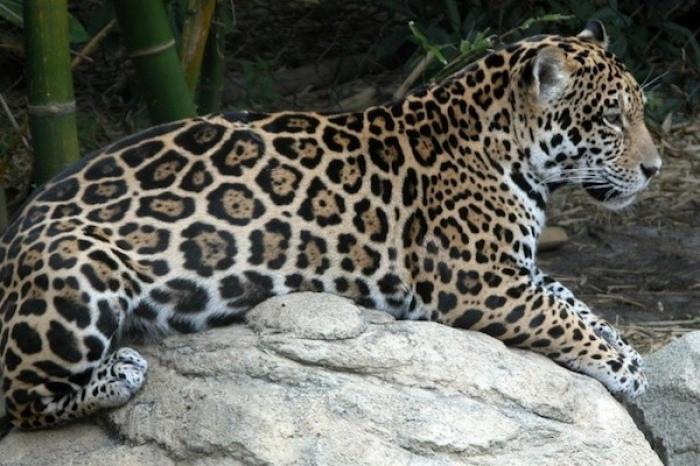 Graban a jaguar caminando libremente por las calles de Quintana Roo