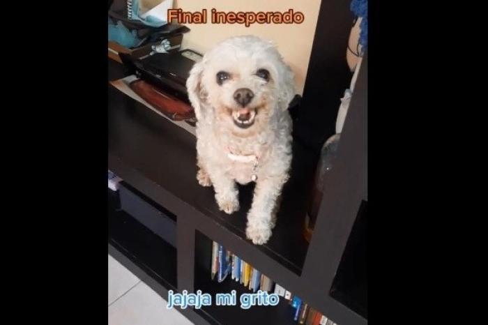 Esta es la reacción de un perro al ser comparado con un gato