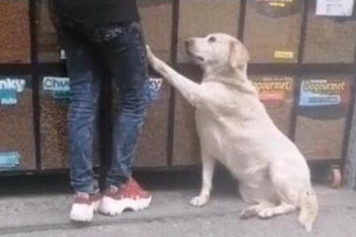 Perrito tiene una particular manera de pedir galletas a desconocidos