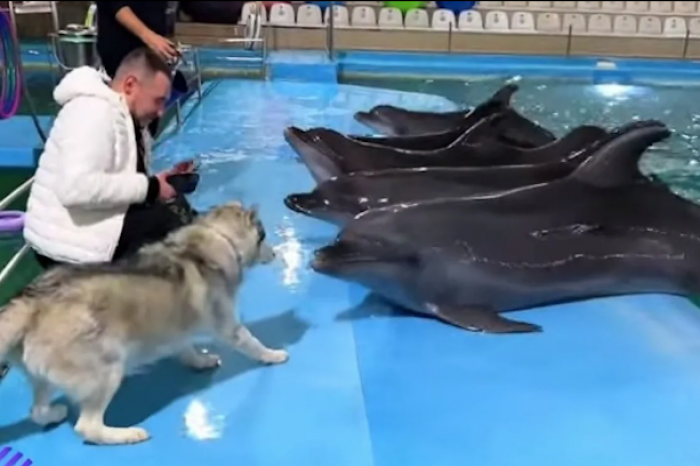 La reacción de un husky al conocer a unos delfines