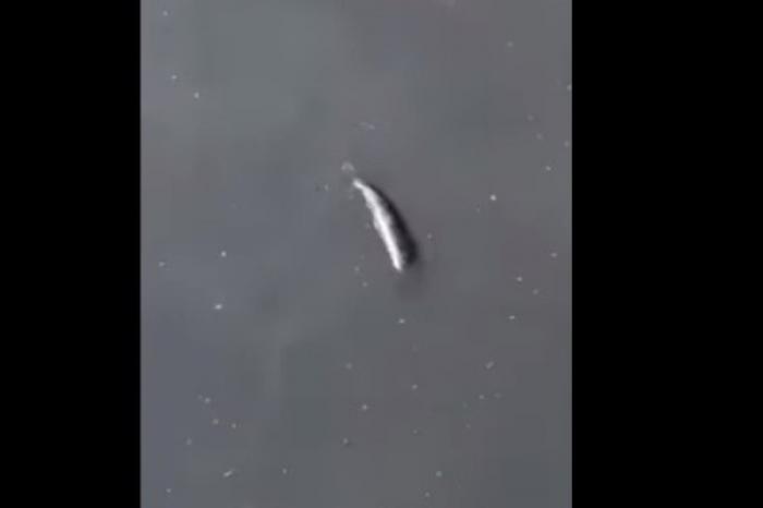 Captan en video extraño animal nadando en canal de Edomex