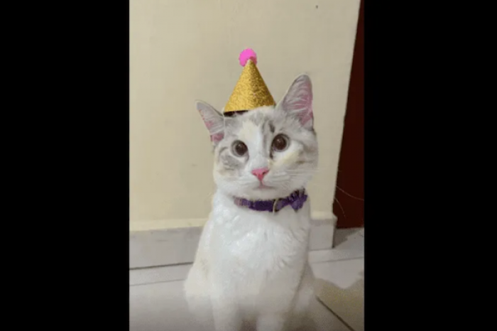 Gatitos celebran cumpleaños de su 