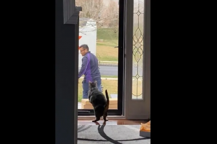 Gatito intenta espantar a repartidor que llega a su casa