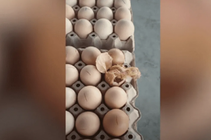Pollito sale del cascarón de huevos a punto de ser vendidos