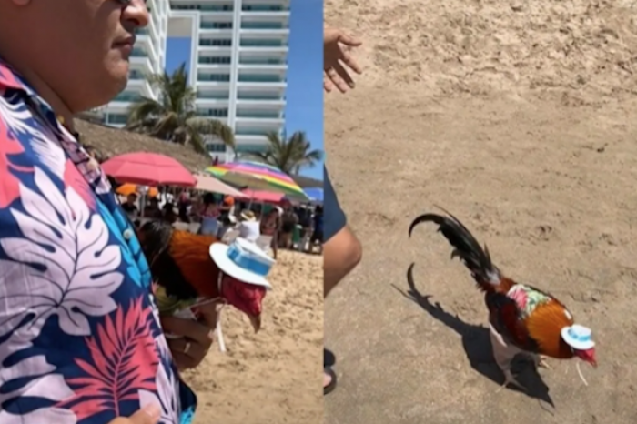 Lleva a su gallo a la playa y se vuelve viral