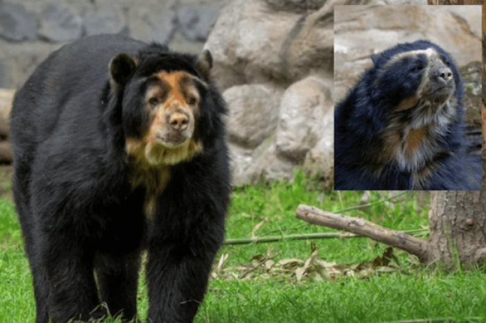 Muere “Carlos”, uno de los osos de anteojos más longevos del Zoológico de Chapultepec